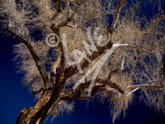 CALIFORNIA Cottonwood Tree